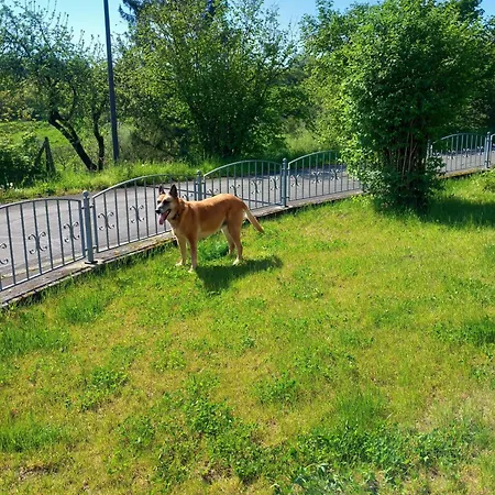 Eifel Mit Hunden Schwalbennest Holiday home