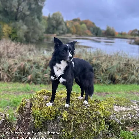 Eifel Mit Hunden Schwalbennest Schalkenmehren