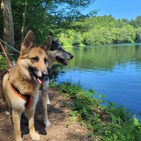 Eifel Mit Hunden Schwalbennest Holiday home