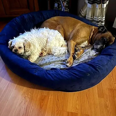 Eifel Mit Hunden Schwalbennest Holiday home Schalkenmehren