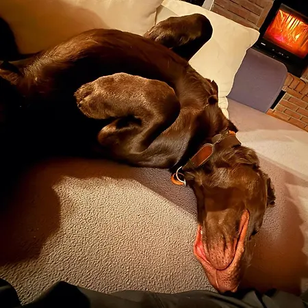 Eifel Urlaub Mit Hunden Schwalbennest *