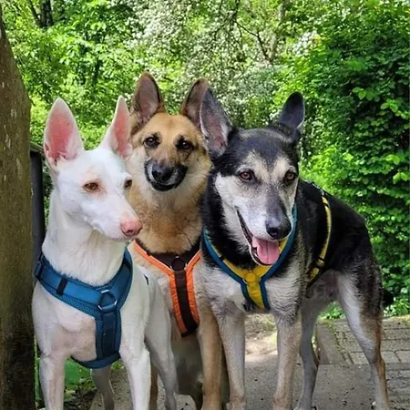 Eifel Urlaub Mit Hunden Schwalbennest