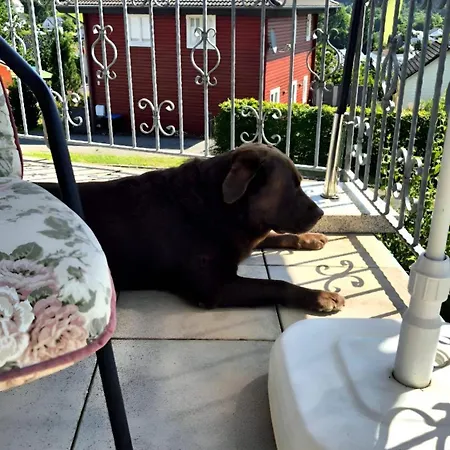 Eifel Urlaub Mit Hunden Schwalbennest *