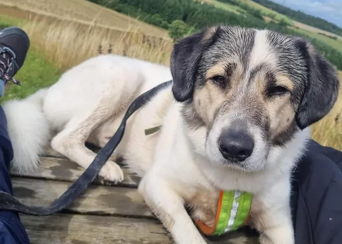 Eifel Urlaub Mit Hunden Schwalbennest Casa de Férias