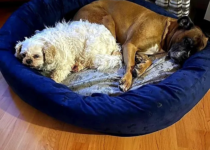 Eifel Urlaub Mit Hunden Schwalbennest Casa de Férias Schalkenmehren