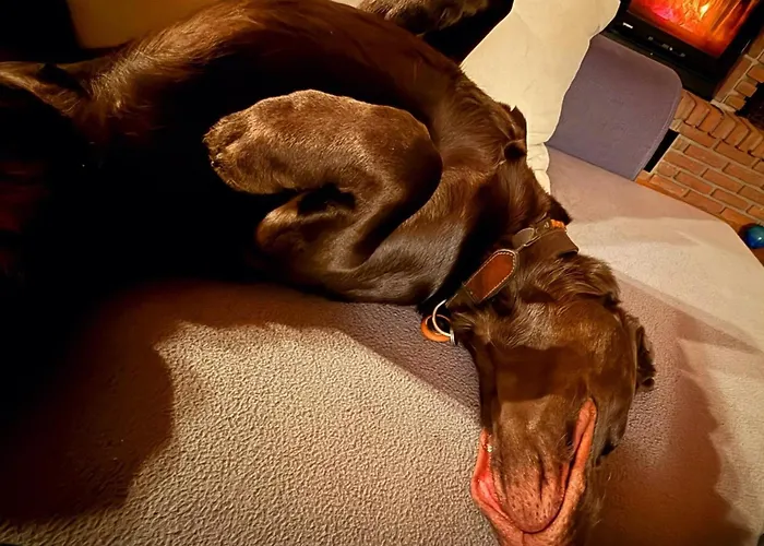 Eifel Urlaub Mit Hunden Schwalbennest *