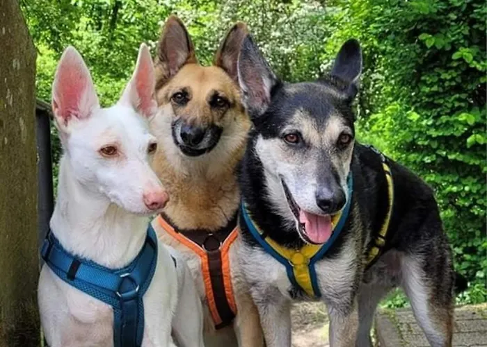 Eifel Urlaub Mit Hunden Schwalbennest