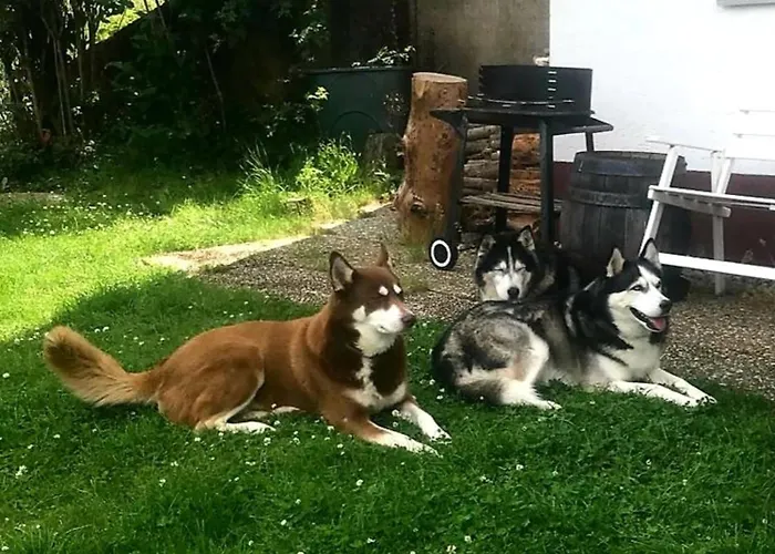 Eifel Urlaub Mit Hunden Schwalbennest Casa de Férias *