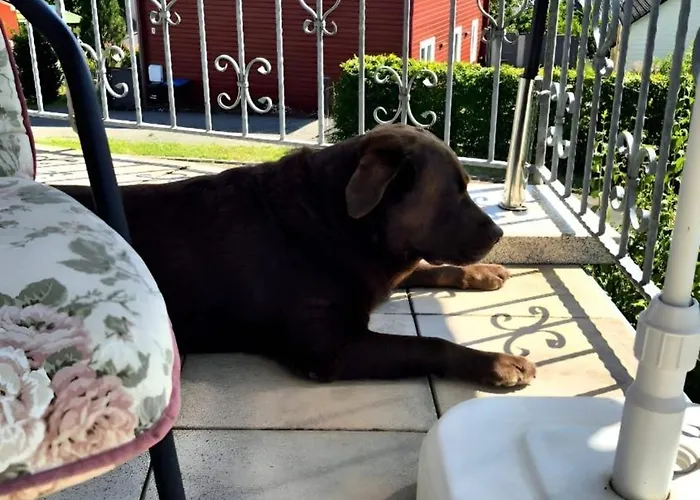 Eifel Urlaub Mit Hunden Schwalbennest *