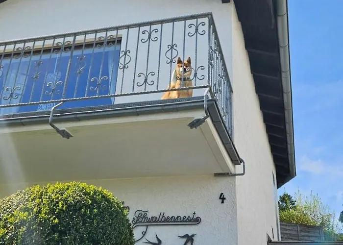 Eifel Urlaub Mit Hunden Schwalbennest