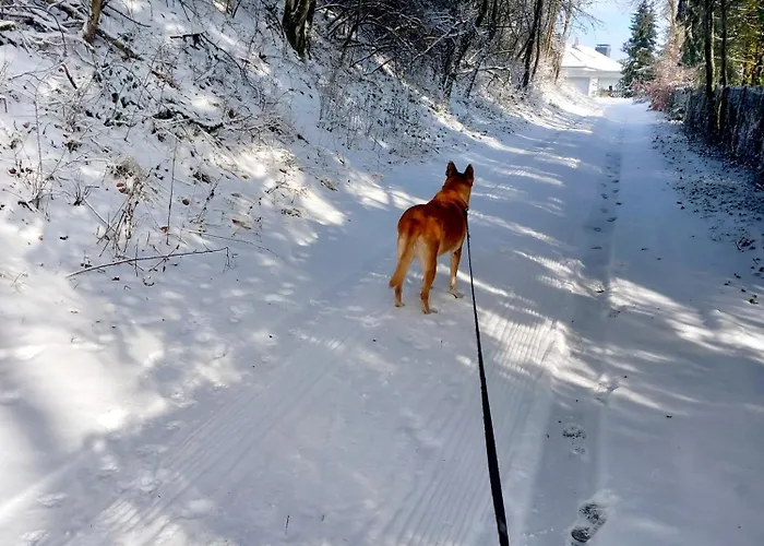 Eifel Urlaub Mit Hunden Schwalbennest Casa de Férias *