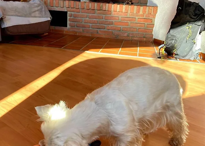 Eifel Urlaub Mit Hunden Schwalbennest Schalkenmehren