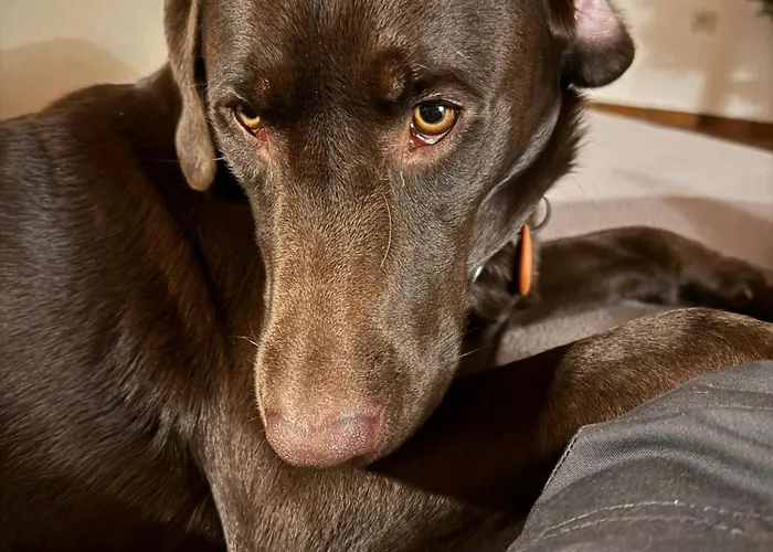 Casa de Férias Eifel Urlaub Mit Hunden Schwalbennest *